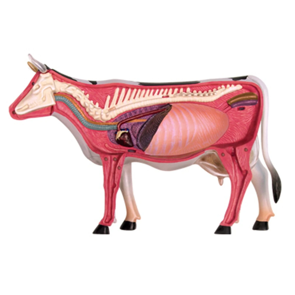 Анатомическая модел орган на животното, 4D Играчка за сглобяване на интелигентност Крави, Обучение Анатомическая модел, научно-популярна техника, направи си САМ